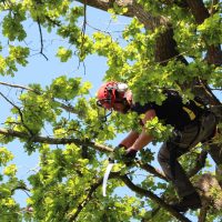 Careful Pruning