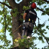 Expert Tree Climbers
