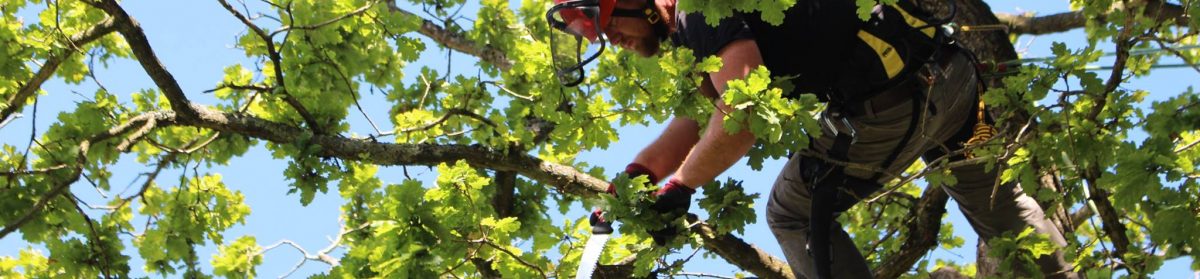 Neil Boulter Tree & Hedge Care
