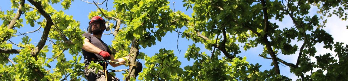 Neil Boulter Tree & Hedge Care