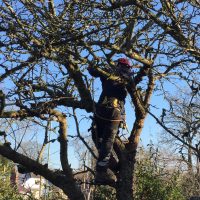 Apple Tree Pruning
