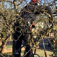 Apple Tree Pruning again