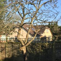 Pruned Apple Tree