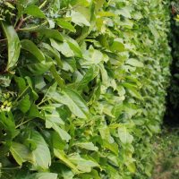 Trimmed hedge