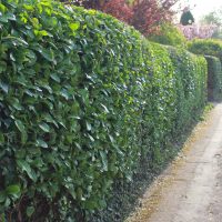 Trimmed hedge
