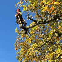 Branch walking a sweet chestnut
