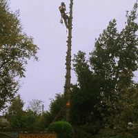 Tall Tree Work