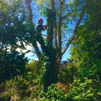 Tree Removal