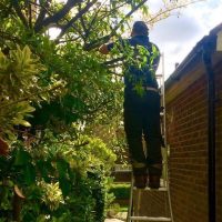 Hedge pruning in Winchester