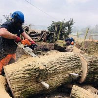 Ground work after taking down a tall oak