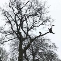 Removing a tall oak