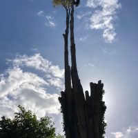 Tall Tree Removal