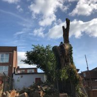 Tall Tree Removal - last bits